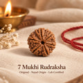 7 Mukhi Rudraksha (Saath Mukhi) - Nepal Origin, Lab Certified